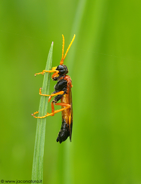 Tenthredinidae color arancio/nero